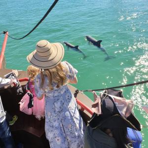 Dolphin spotting on the pirate ship Mandurah