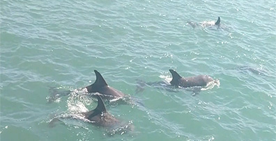 Dolphins being viewed on The Pirate Ship