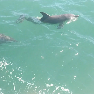 Mandurah's bottlenose dolphins