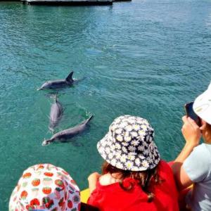 Spotting dolphins aboard the Mandurah pirate cruise