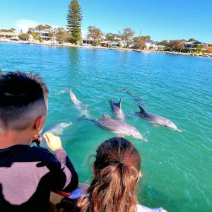 Pirate Ship Mandurah dolphin spotting